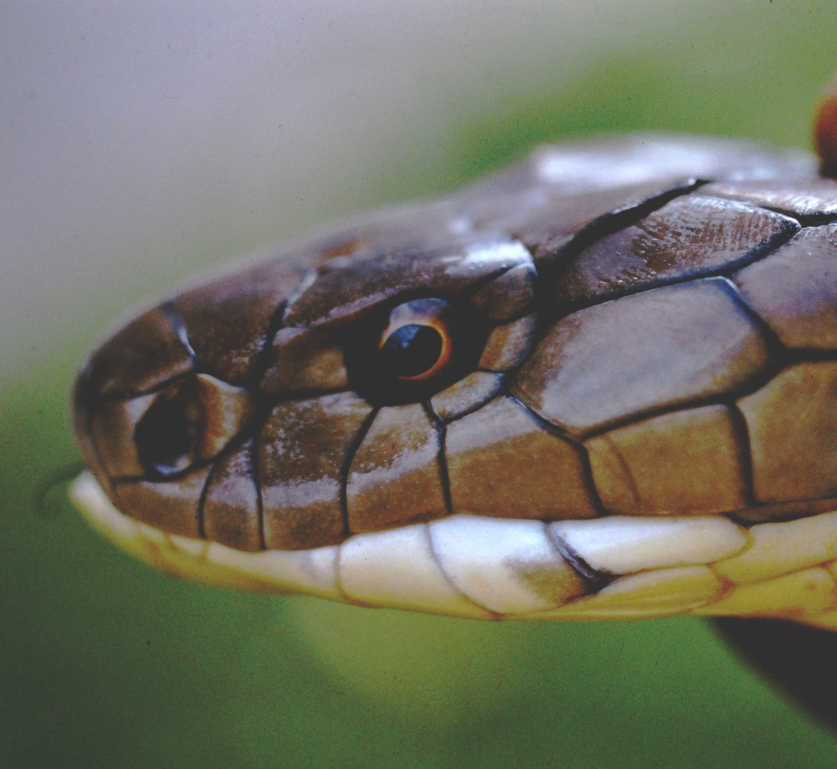 21. The Cobra in the Refrigerator - Endless Forms Most Wonderful ...