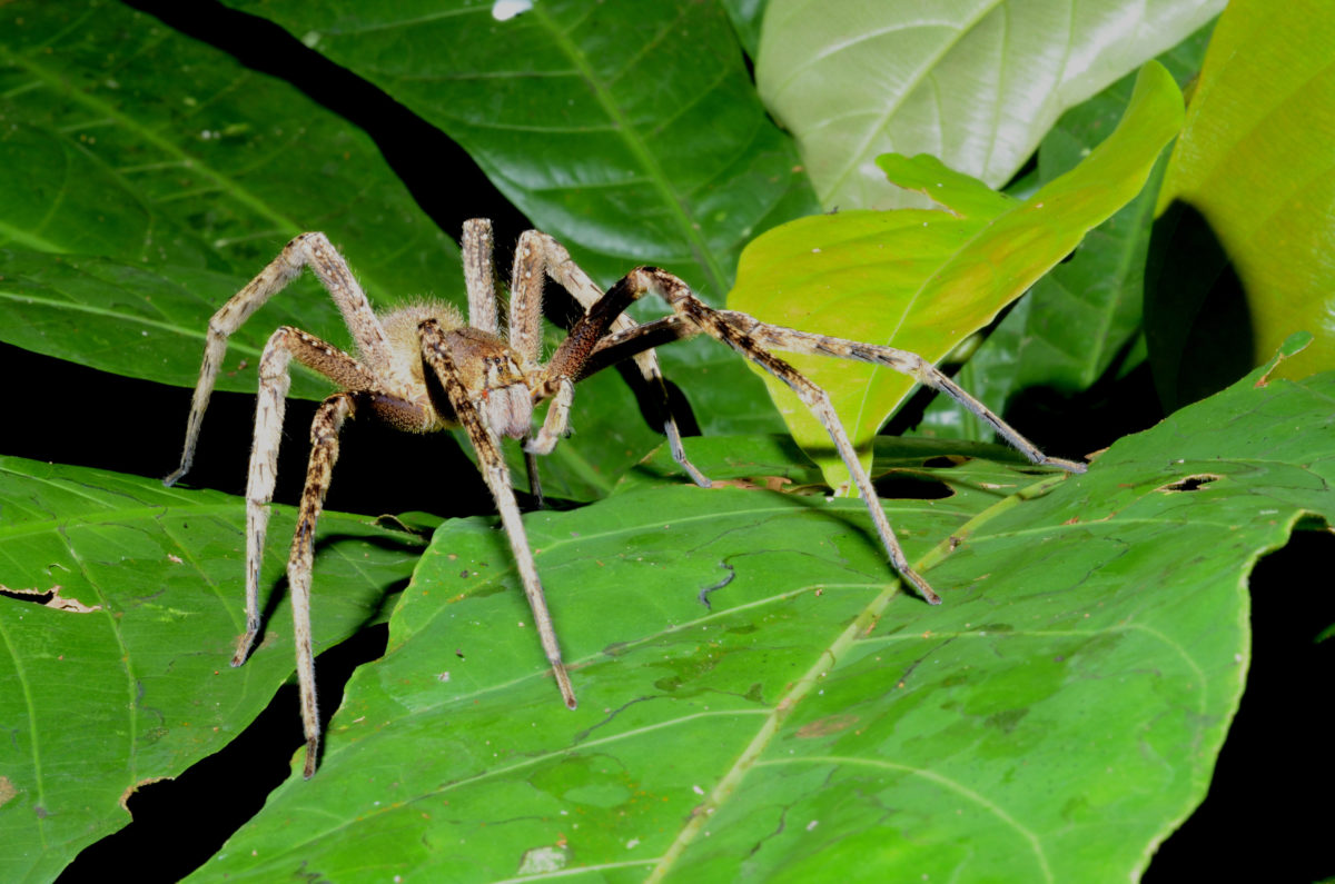 Down the Amazon: Episode 3. Residents of Sinister Reputation - Spiders