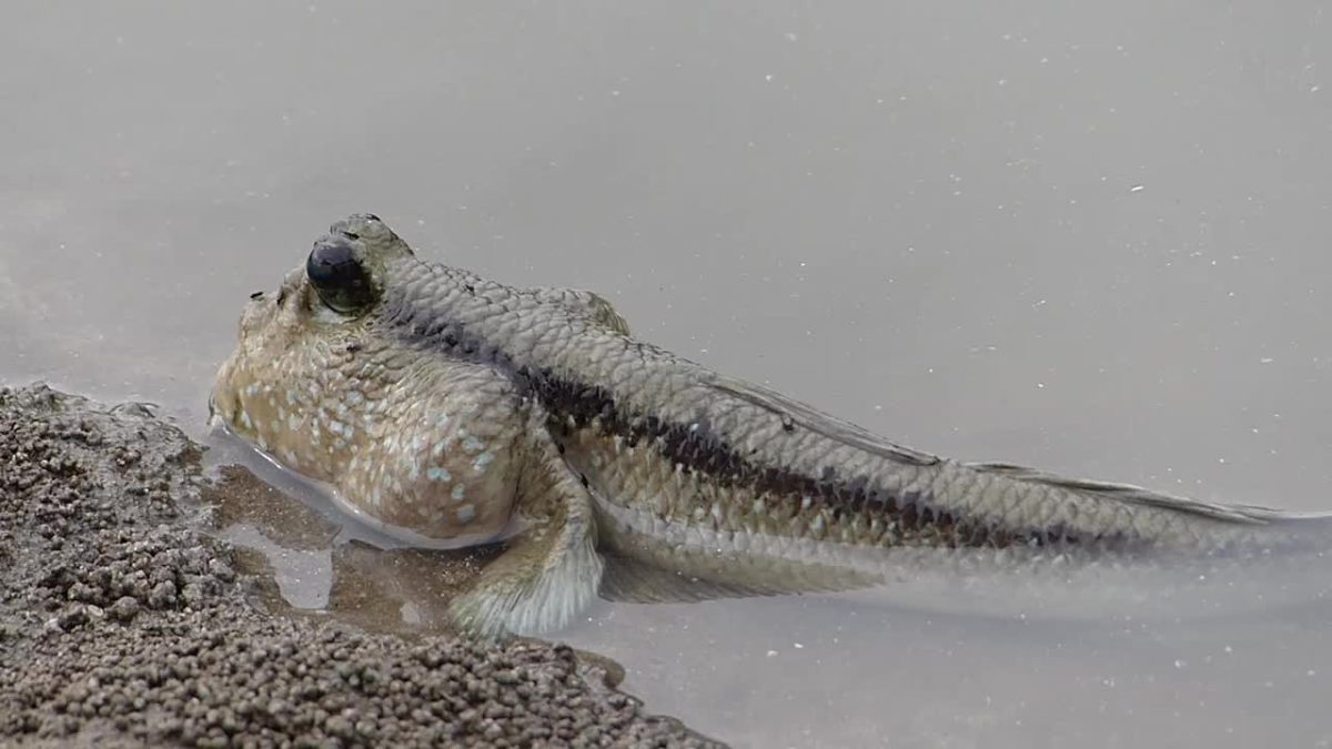 31. Of Course a Fish Can’t Climb a Tree! Endless Forms Most Wonderful Reflections in Natural